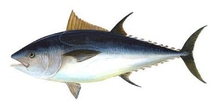 Il tonno del mare Jonio. Metodi di pesca, qualità, ricette…